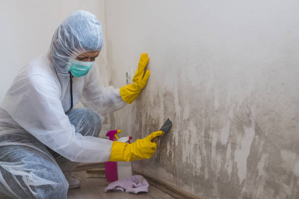 Best Mold Remediation for Rental Properties  in Fredericktown, MO