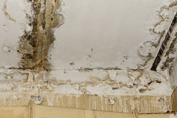 Forensic Mold Investigation in Fredericktown, MO