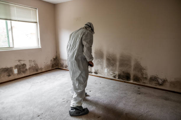 Best Black Mold Removal  in Fredericktown, MO