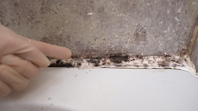 Best Emergency Mold Remediation  in Fredericktown, MO