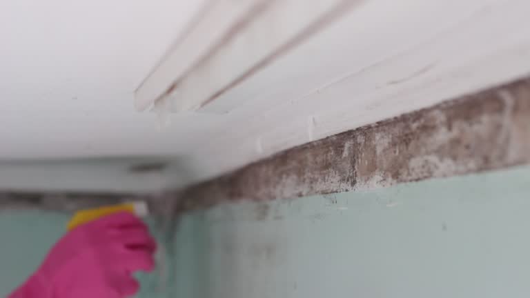 Best Asbestos and Lead Testing During Mold Inspection  in Fredericktown, MO